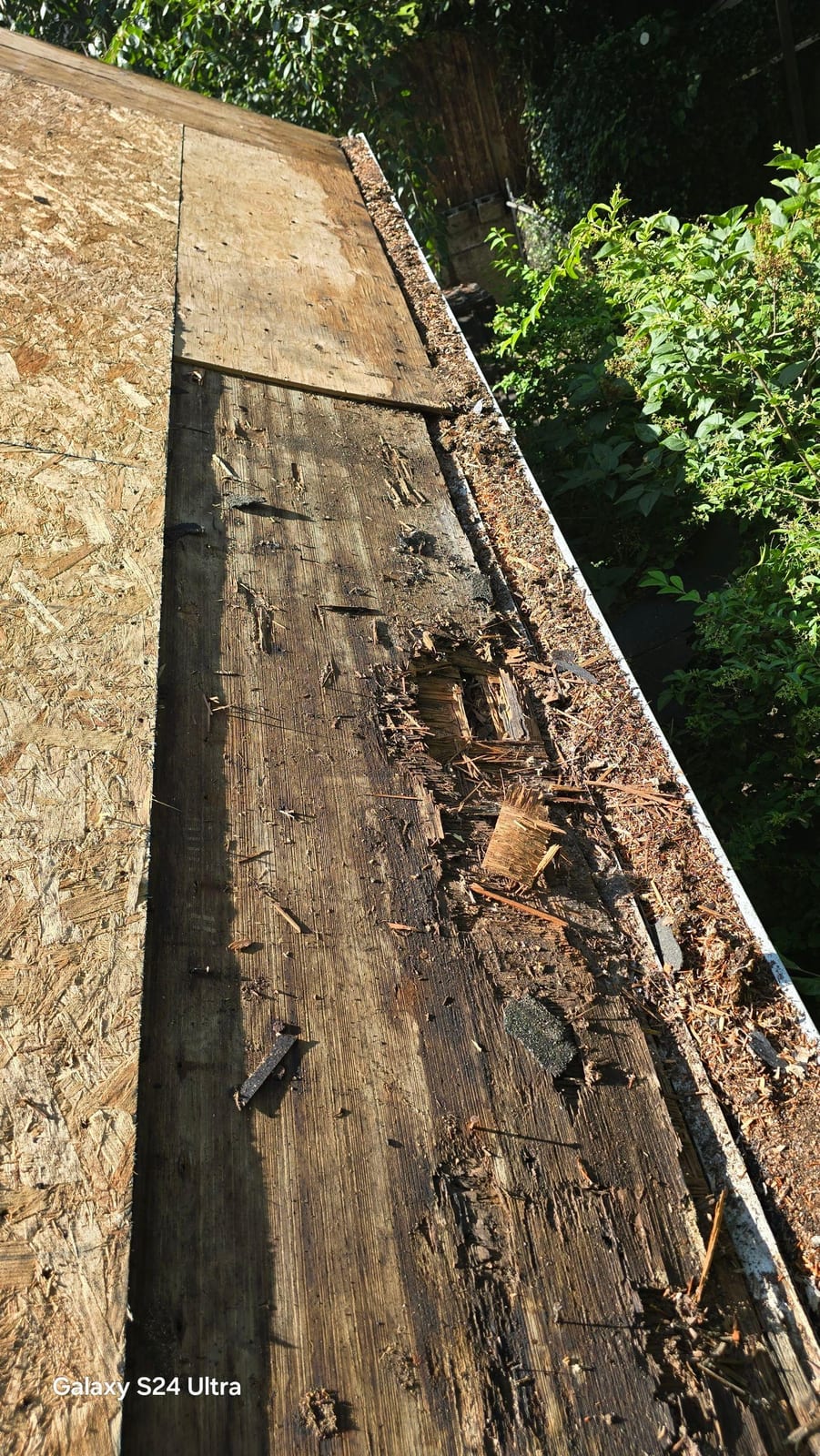 Rotted, water-damaged roof decking along the edge of the roof