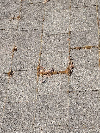 Close-up of moss growth spreading between asphalt shingles on an Everett, WA roof
