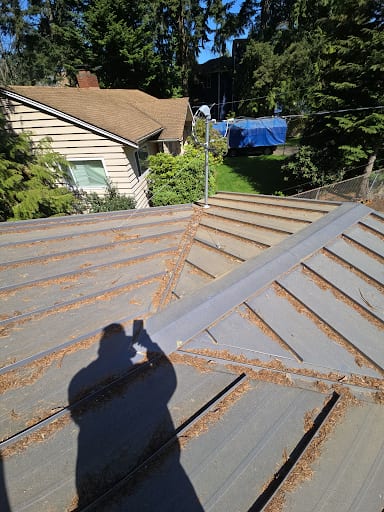 Moss established across a shaded asphalt shingle roof slope in the Pacific Northwest