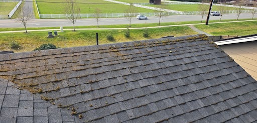Moss spreading across an asphalt shingle roof in Everett, WA that needs professional cleaning