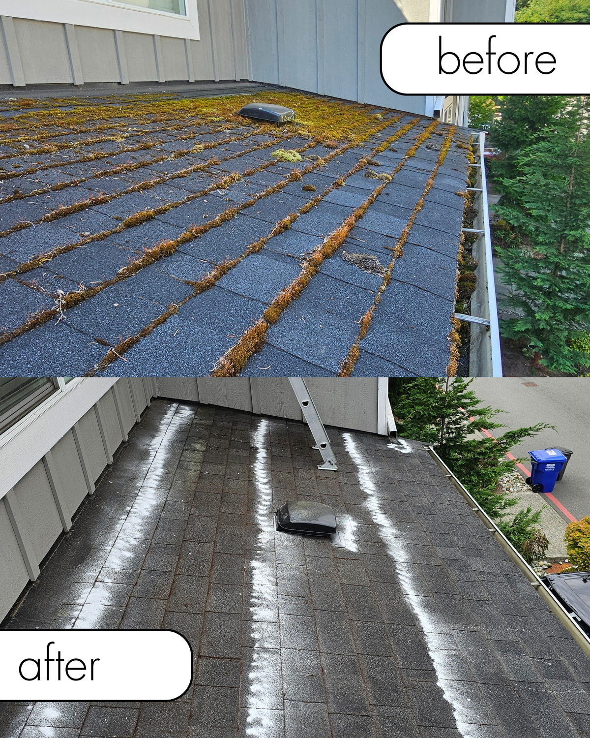 Professional roof cleaning service
